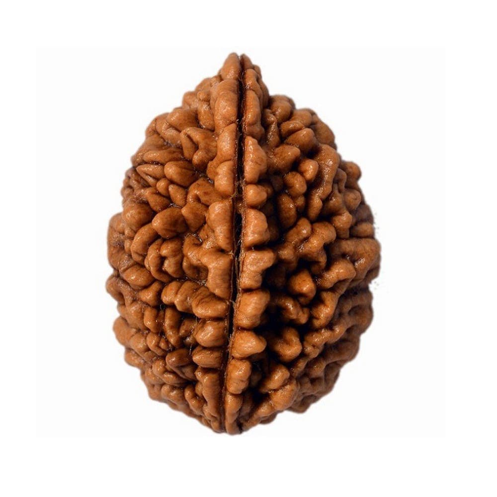 Ek Mukhi Rudraksh