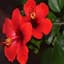 Red Flowers (Hibiscus preferred)